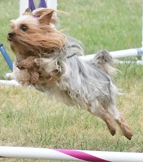 Southern Adirondack Agility Club